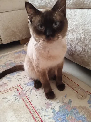 Siamese2