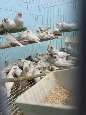 حضيرة زيبرا فيها جميع الالوان
