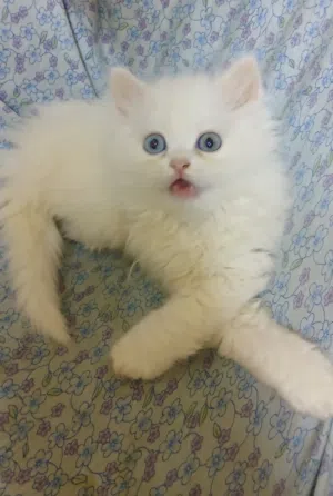 شيرازي مون فيس