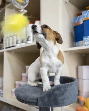 جاك راسيل مميز وحجم صغير جدا يعتبر من اذكى واوفى كلاب العالم