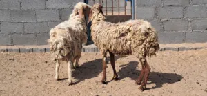 جعد نعيمي فيهن ضعف يبالهن طعام ب80 بهنتهن