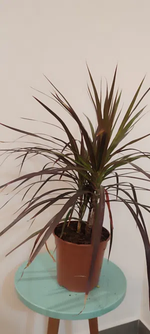 indoor plants