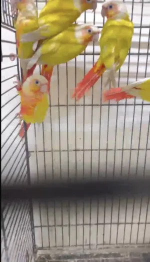 conures كنيور
