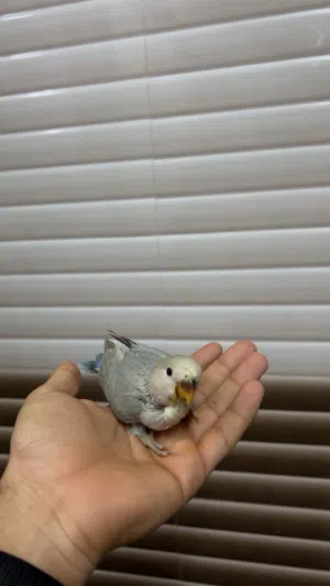 فرخ روز اليف