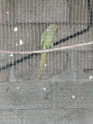 أنثى دره منتجه