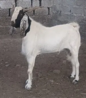 تيس طيب للتربية سلاله مطلوبه بالسوق
