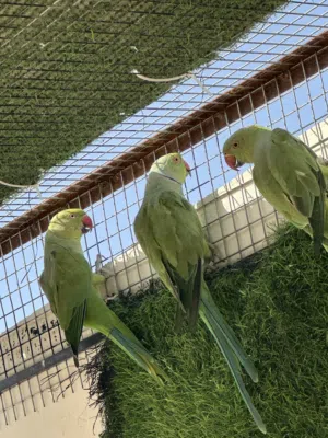 للبيع متوه 6ذكور و 3اناث بيع ب الجمله فقط