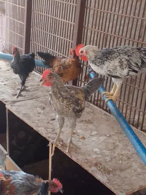 لدينا بلدي للبيع اعمارهم