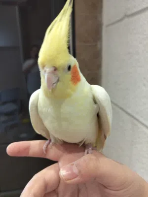 عصافير كوكتيل يوجد ذكر زائد انثتين الطفره البينو الذكر عمره سنه