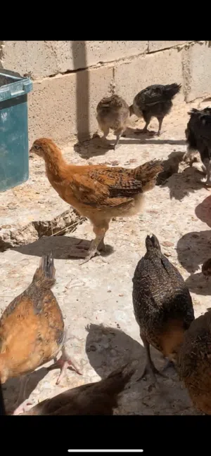 فرخات عمر شهرين و 25