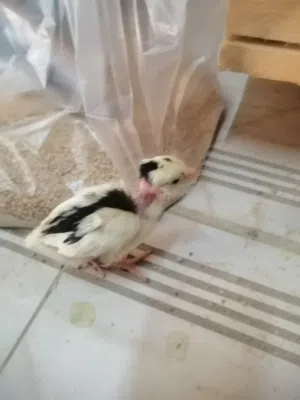 صيصان بوعنيق اقرا وصف