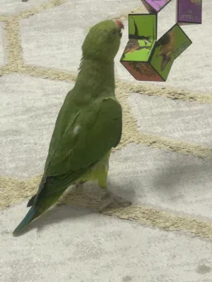 اثني الببغاء الدرة