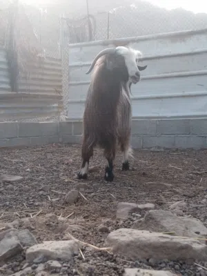 تيس فحل سلا له