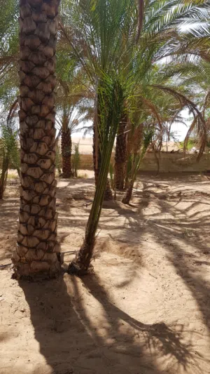 للزينة أو للثمر (أشجار نخيل كبيرة ومتوسطة وصغير .. أطوال واصناف مختلفة)