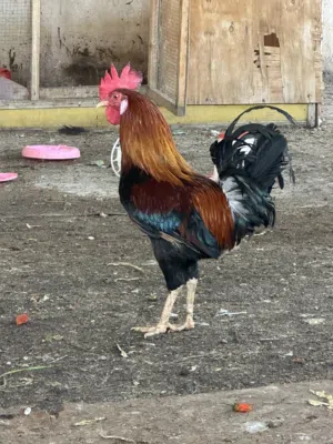 دجاج عرب كويتي