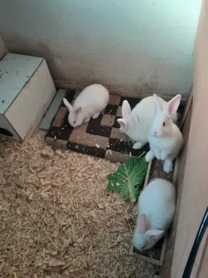 ارانب هولندية تربية شخصية