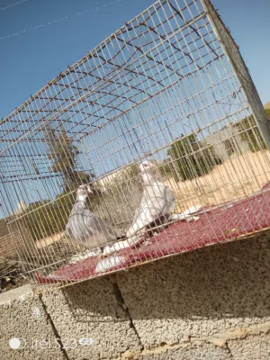 هزاز درجه اولا