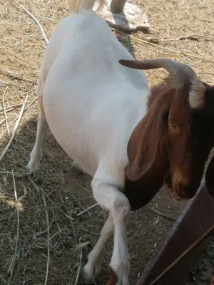 برقوت ماشاءالله مطعوم طعام سنع وسمين والصوره تغني عن ألف كلمه