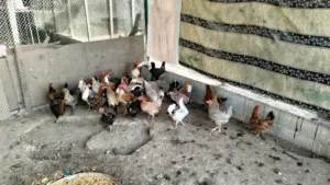 دجاج بياضات 30 الحبه 2ونص والجمله ريالين