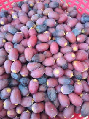 رطب خنيزي طازج للبيع