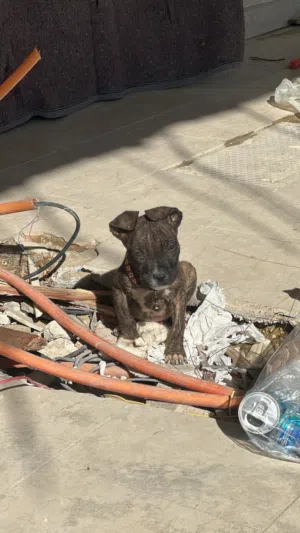 American bully pure 100 %