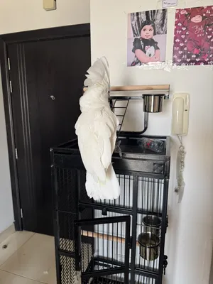Parrots3