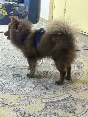 كلب  العمر ثلاث سنين اللي يبغى يتواصل أول حساب عادي