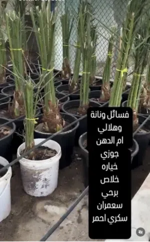 فسائل نخيل