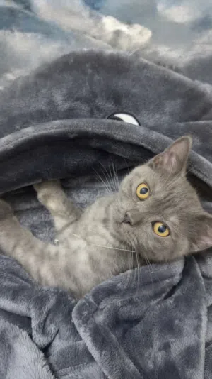 قط ذكر اربع شهور ونصف يحب العب كثيرا grey