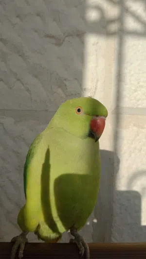 ببغاء الدره