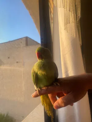 ببغاء دره أليف
