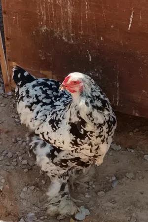 كوبية براهما ماشاء الله تبارك الله
