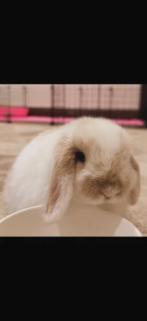 holland lop bunny ارنب هولد لوب