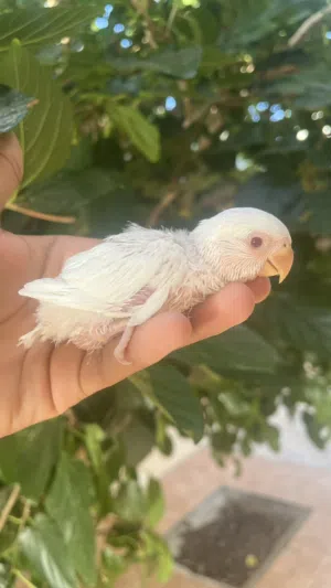 فرصه لمحبين التدريب فرخ روز حجم ممتاز للبيع