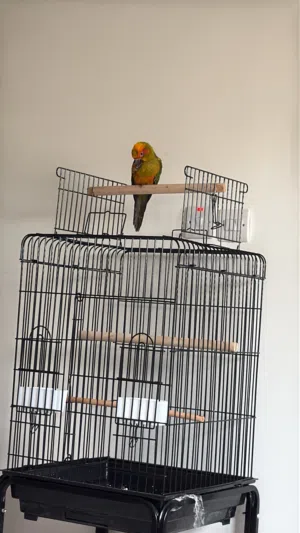 صن كنيور/Sun conure