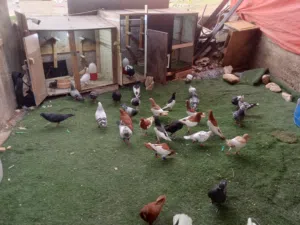 طيور حمام كش للبيع بالحبة او بالكوم