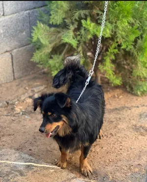 Chihuahua1
