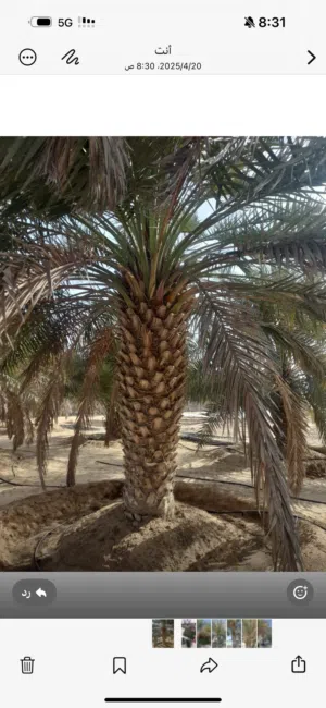 Farm Land for Sale in Abu Dhabi Liwa