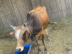 ثور عماني اصل سمين