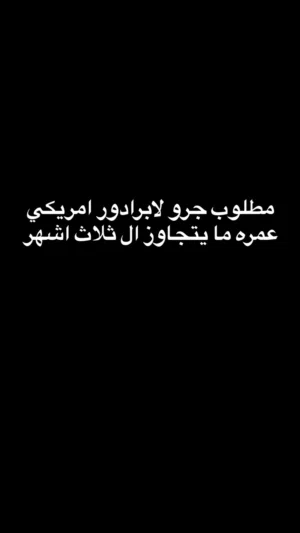 مطلوب كلب لابرادور