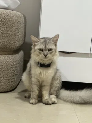 Stunning Silver Chinchilla Cat