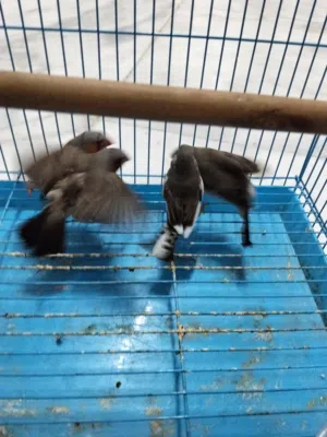زيبرا هولندي ثلاث اجواز