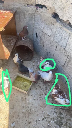 في 3 حمام زاجل