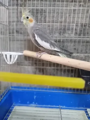 Birds3