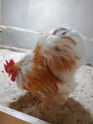 مطلوب زوج كوشن لليموني