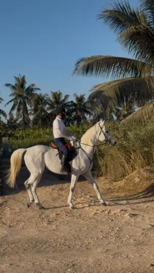 ولد أي إف البحر خيل عربي أصيل