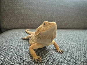 Bearded Dragon  التنين الملتحي