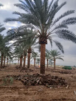 نخيل مثمر وزينه