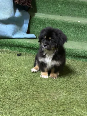 بكينيز مكس شيتزوو جراء ذكر  عمرهم 50 يوم بأشكال مختلفه بمستوى أهالي بجنن للبيع سعر حرق60 دينار