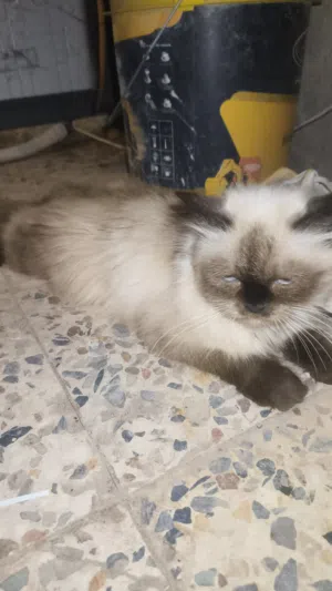قطه البيع العنوان البصره شط العرب
